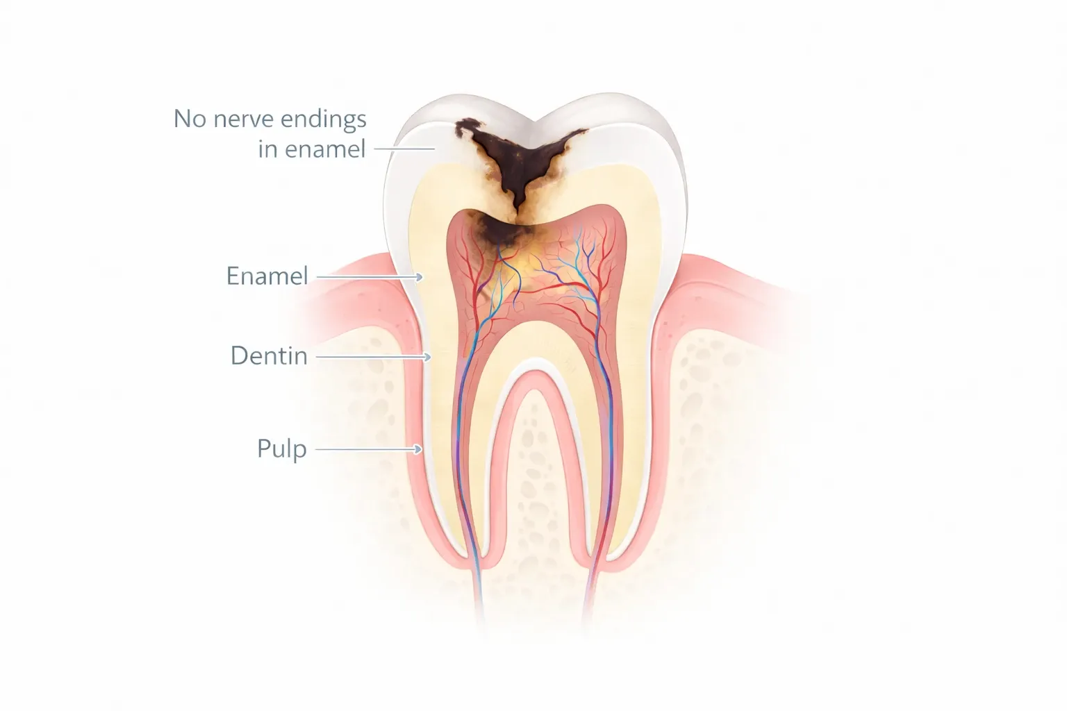 Иллюстрация зуба